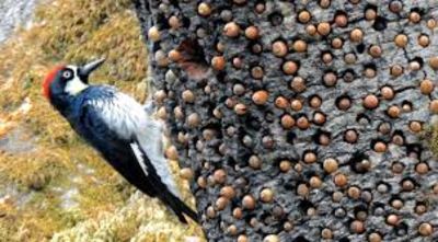 Acorn Woodpeckers Build Tree Storage That Takes Up To 50 Thousand Acorns