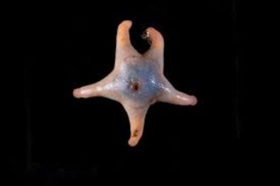 800 New Marine Life Species Revealed By Ocean Census