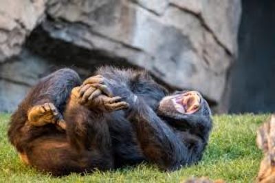 A New Study Suggest That Humans And Chimpanzees May Both Like Social Drinking