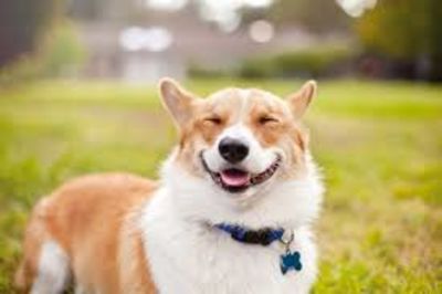 Study Reveals That Dogs Can Smell Their Owners Stress And It Affects How They Behave