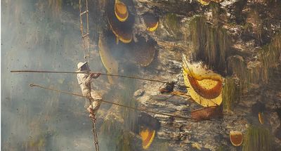 Nepalese Honey Hunters Facing Some Of The Largest Bees In The World