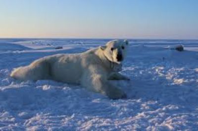 Scientists Were Alarmed By What They Discovered After Attaching A Gopro To A Herd Of Polar Bears