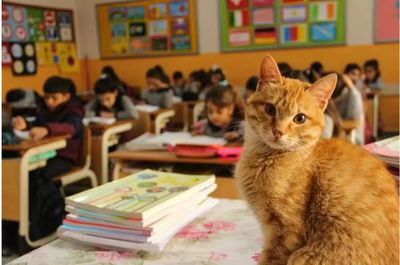 After Wandering Into A Third Grade Class, Cat Decides He’s Never Leaving.