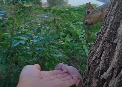 Rescuer Asks A Backyard Squirrel To Adopt The Orphaned Baby