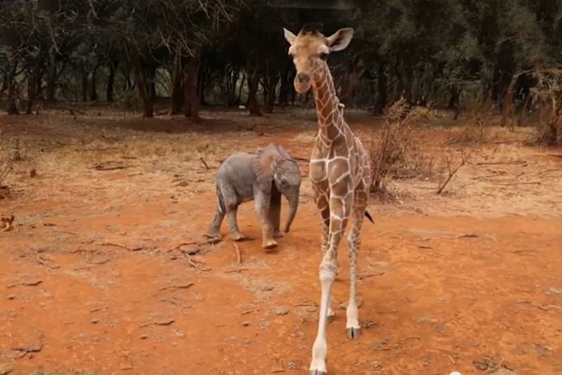 Video: Cute Baby Giraffe And Elephant Are Best Friends