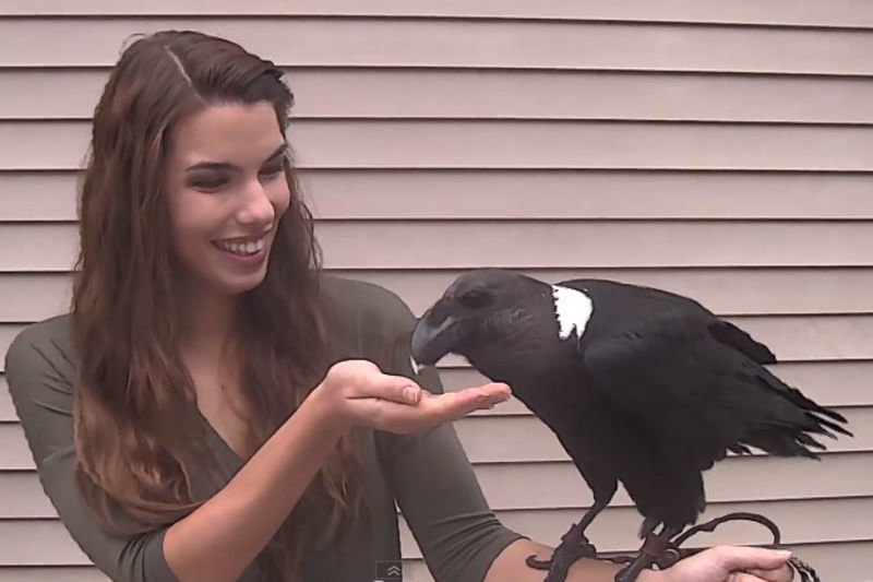 raven can speak зурган илэрцүүд